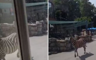 Incidens a fővárosi állatkertben – egy kétéves gyerek és az apja sérült meg