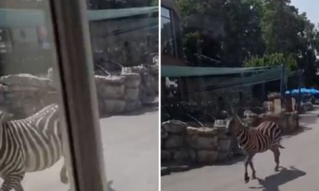 Incidens a fővárosi állatkertben – egy kétéves gyerek és az apja sérült meg