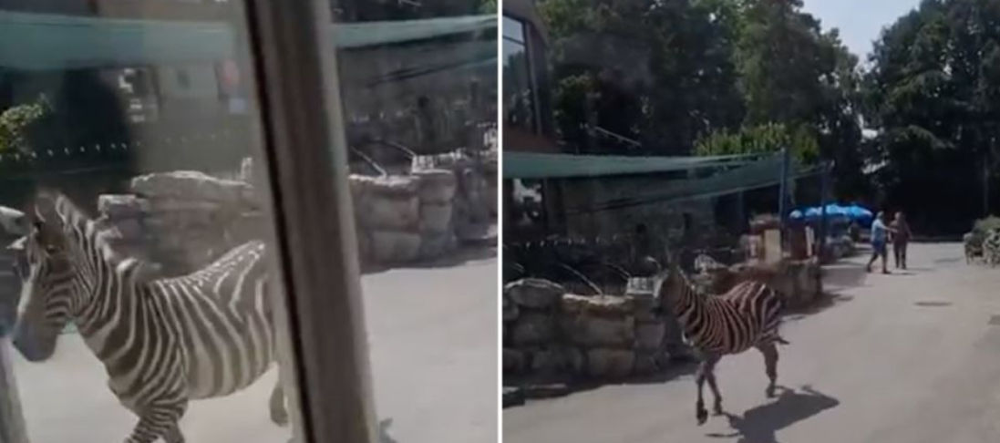 Incidens a fővárosi állatkertben – egy kétéves gyerek és az apja sérült meg