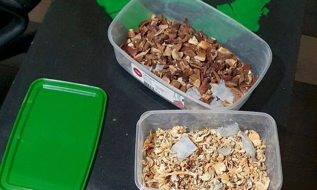 Két óbecsei laboratóriumban is varázsgombát termesztettek