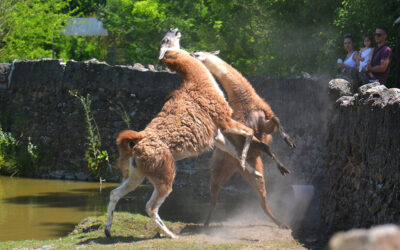 Sissi zsiráfja Pesten A palicsi állatkert 75 éve várja a látogatókat – Ma van az állatkertek világnapja