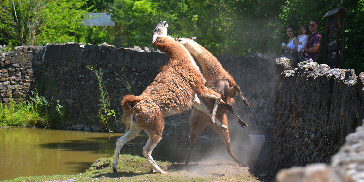 <span class="entry-title-primary">Sissi zsiráfja Pesten</span> <span class="entry-subtitle">A palicsi állatkert 75 éve várja a látogatókat – Ma van az állatkertek világnapja</span>