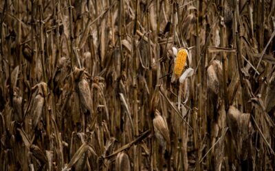 Összeroppan a szántóföldi termelés, ha nem lépünk Családi Kör (2025. augusztus) lapszemle