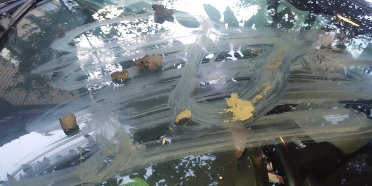 Betörték a csókai aktivista kutyamenhelyének bejáratát, autóját ürülékkel kenték be