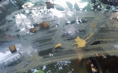 Betörték a csókai aktivista kutyamenhelyének bejáratát, autóját ürülékkel kenték be