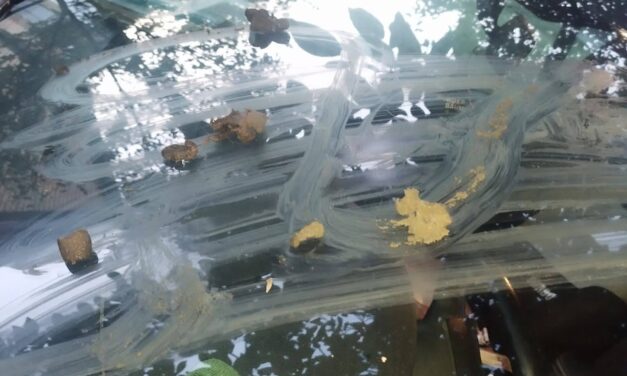 Betörték a csókai aktivista kutyamenhelyének bejáratát, autóját ürülékkel kenték be