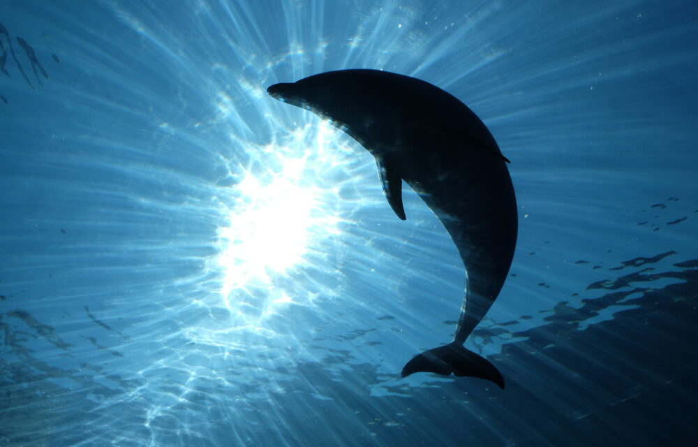 Az Adriai-tengerben elpusztult delfin miatt nyomoz a rendőrség