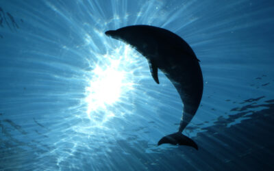 Az Adriai-tengerben elpusztult delfin miatt nyomoz a rendőrség