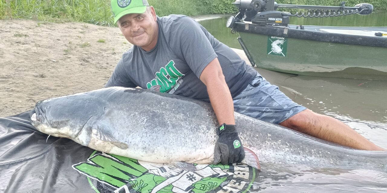 Harcsagodzillát fogtak ki a Tiszából +VIDEÓ