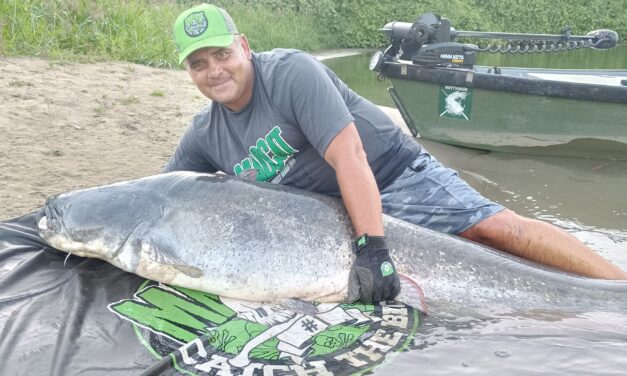 Harcsagodzillát fogtak ki a Tiszából +VIDEÓ