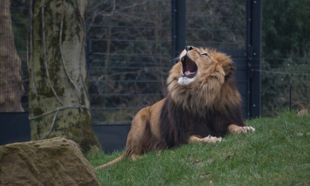 Ráuntál házi kedvencedre? Elviheted az állatkertbe, hogy megegyék a ragadozók!