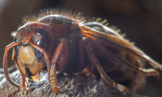 Lódarazsak támadtak emberekre a Tarcalon, mentőt kellett hívni
