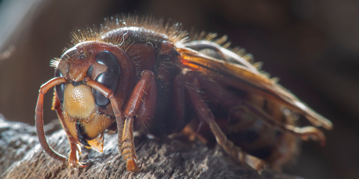 Lódarazsak támadtak emberekre a Tarcalon, mentőt kellett hívni