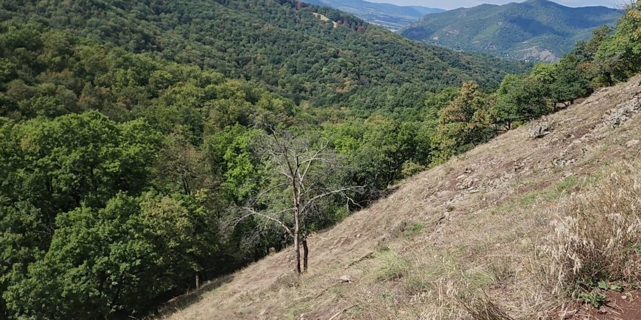 Öt napja nem találják a 27 éves nőt, aki túrázás közben tűnt el a Dunakanyarban