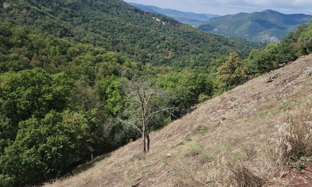 Öt napja nem találják a 27 éves nőt, aki túrázás közben tűnt el a Dunakanyarban