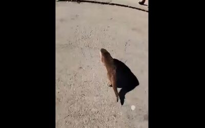 Vidra miatt kellett riasztani a tűzoltókat Zomborban (videóval)