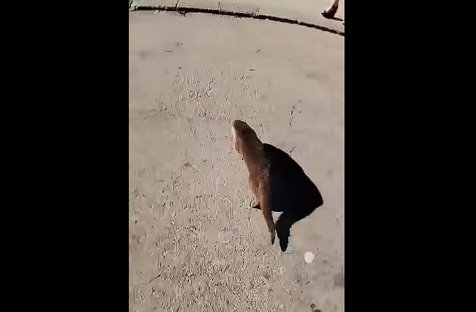 Vidra miatt kellett riasztani a tűzoltókat Zomborban (videóval)