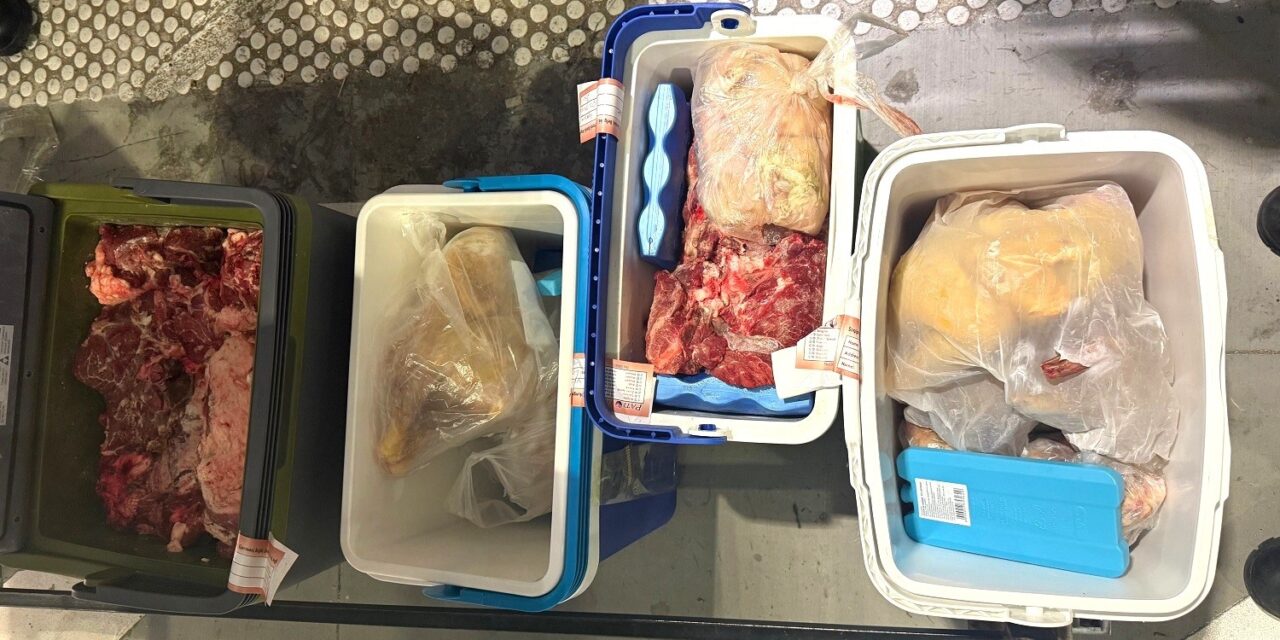 A lehető legjobb helyre került a Horgoson lefoglalt másfél mázsa friss hús