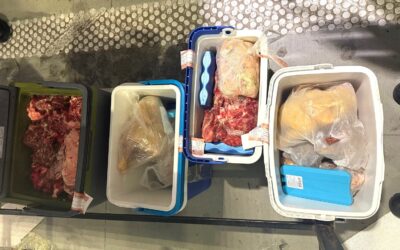 A lehető legjobb helyre került a Horgoson lefoglalt másfél mázsa friss hús