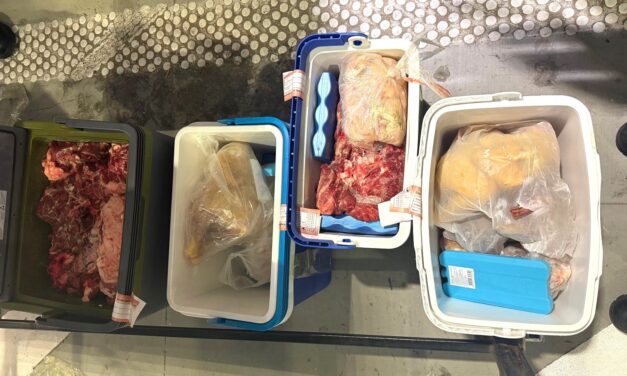 A lehető legjobb helyre került a Horgoson lefoglalt másfél mázsa friss hús