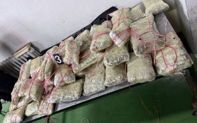 Több mint fél mázsa marihuánát foglaltak le a vámosok (fotók+videó)