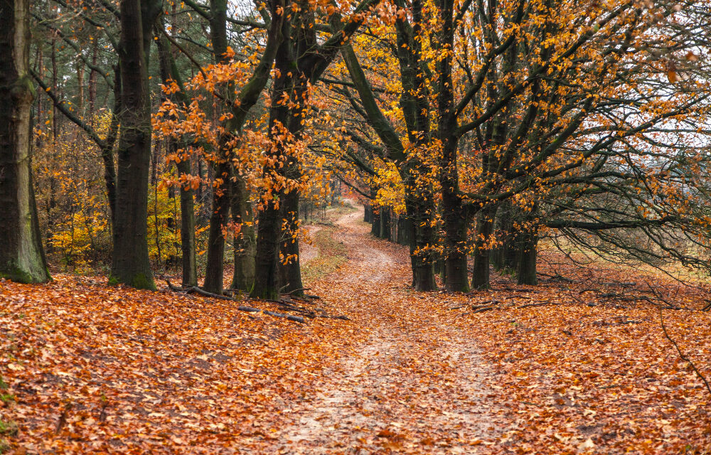 Két gyönyörű napunk lesz, mielőtt beborulna és esne az eső