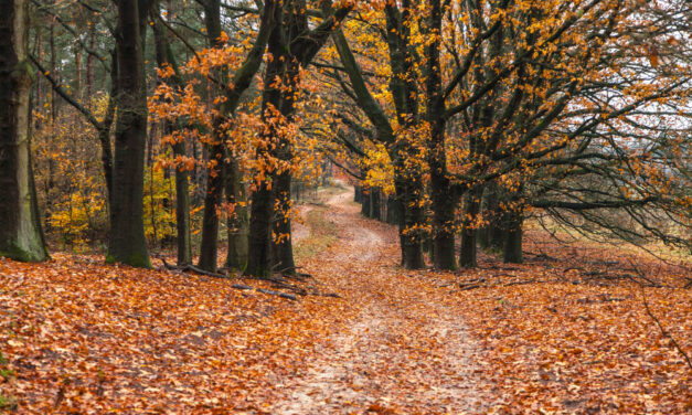 Két gyönyörű napunk lesz, mielőtt beborulna és esne az eső