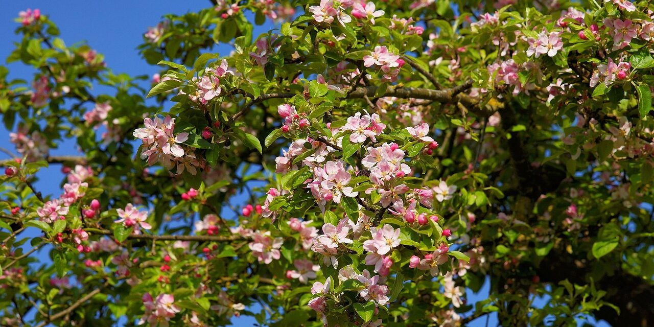 Október közepe van és virágba borultak az almafák