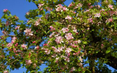 Október közepe van és virágba borultak az almafák