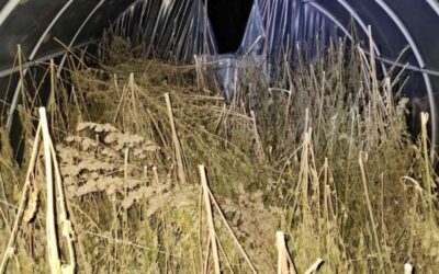 Két mázsa füvet talált a rendőrség