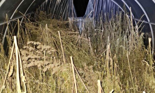 Két mázsa füvet talált a rendőrség