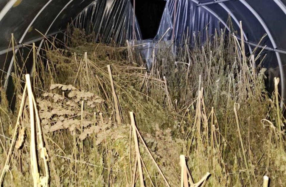 Két mázsa füvet talált a rendőrség