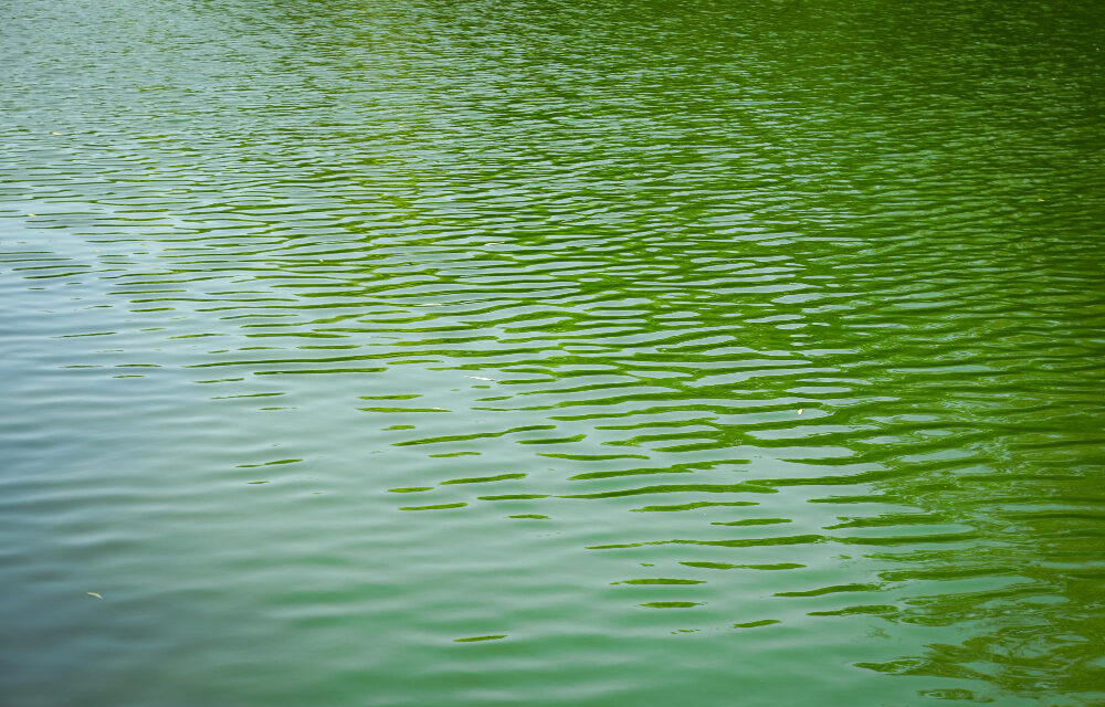 Greta Thunberg és társai zöldre festették a Canal Grandét Velencében