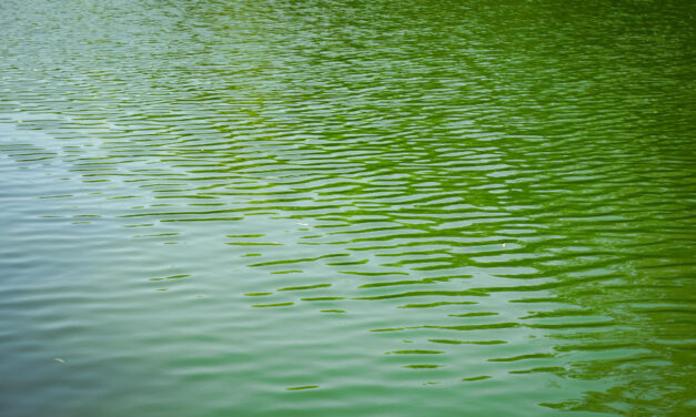 Greta Thunberg és társai zöldre festették a Canal Grandét Velencében