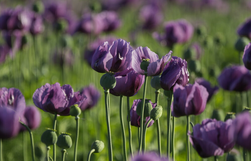 Vajdaságban jobban megéri mákot termeszteni?