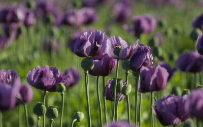 Vajdaságban jobban megéri mákot termeszteni?