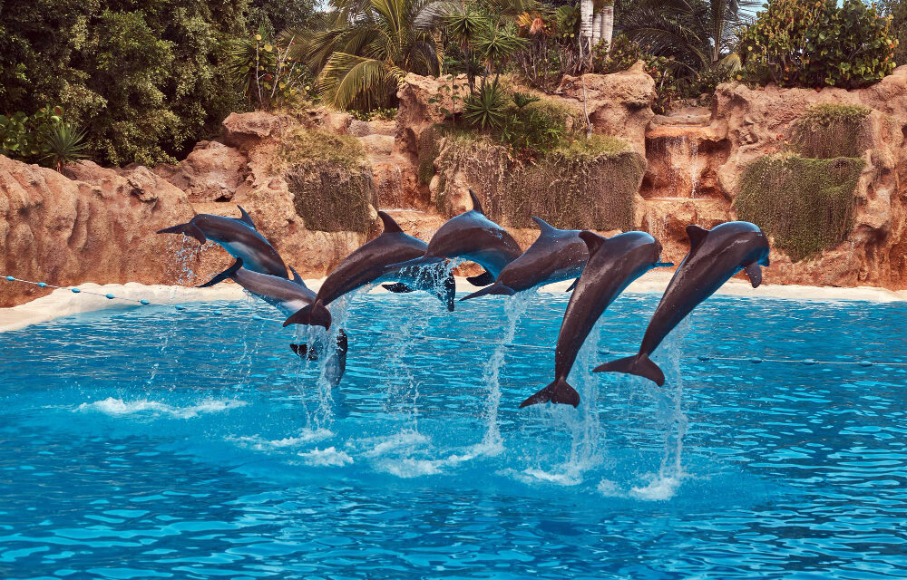 Egymilliárdból épül delfinárium 2027-ben