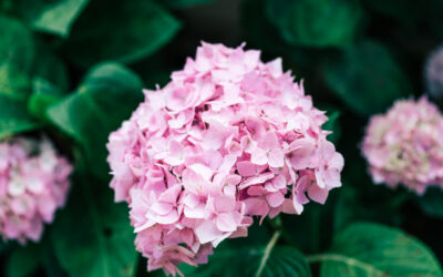 Köszönjük, a hortenziák nevében is! Istenem, mi lenne velünk Kocsis Máté nélkül?