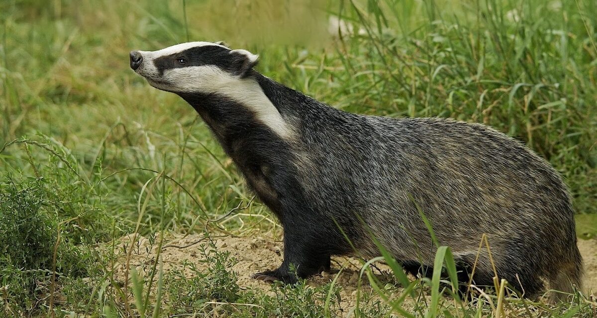 Bevásárlóközpontban korzózott egy borz (videóval)
