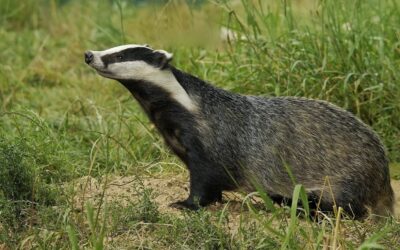 Bevásárlóközpontban korzózott egy borz (videóval)