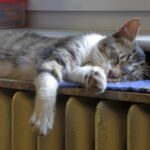 Macskaörökbefogadó kávézó nyílt Újvidéken