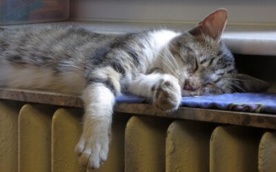 Ez az ideális hőmérséklet az otthonunkban