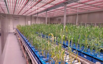 Itt az új, magyar szárazságtűrő búza