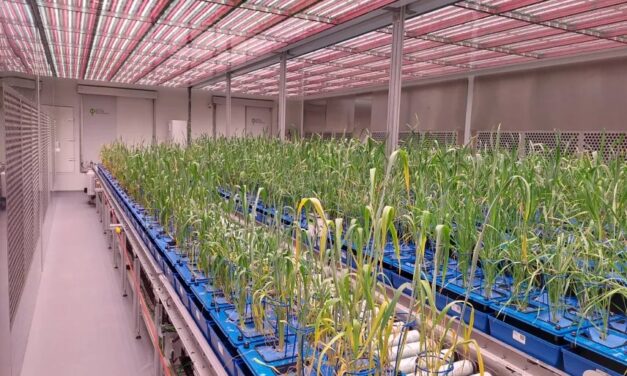 Itt az új, magyar szárazságtűrő búza