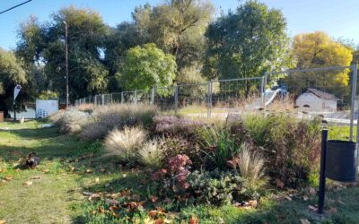 Magyarkanizsa nyerte a Virágos Magyarország környezet szépítő verseny határon túli fődíját