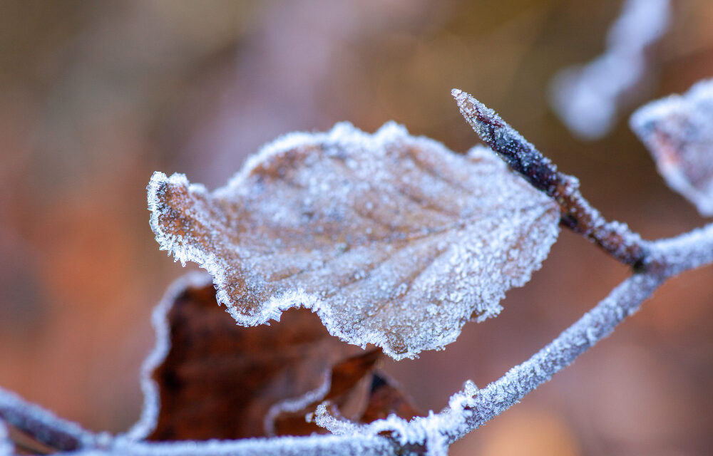 Alig lesz néhány fagyos napunk decemberben