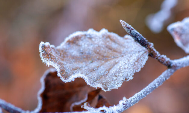 Alig lesz néhány fagyos napunk decemberben