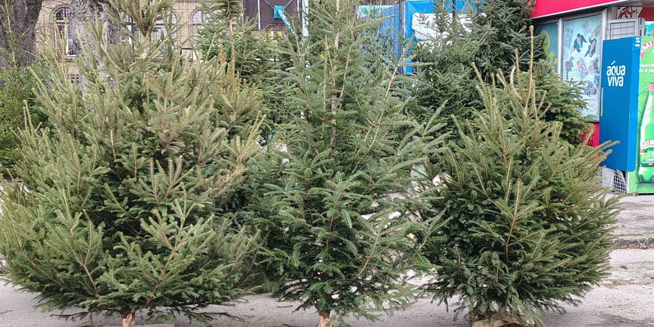 <span class="entry-title-primary">Az utolsó napokban is bőséges a fenyőkínálat</span> <span class="entry-subtitle">A szabadkai Tejpiacon a tavalyi árakkal várják a vásárlókat az árusok</span>