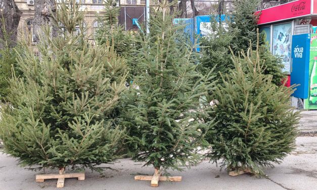 Az utolsó napokban is bőséges a fenyőkínálat
