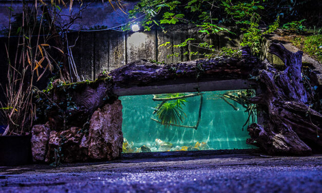 Fogytán az élelem, nincs látogató